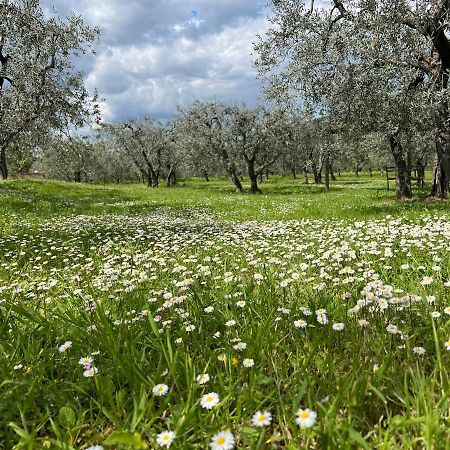 La Casa Di Demetra. Un Paradiso Tra Gli Olivi. Montecchio Kültér fotó