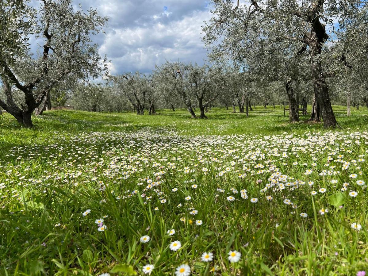 La Casa Di Demetra. Un Paradiso Tra Gli Olivi. Montecchio Kültér fotó